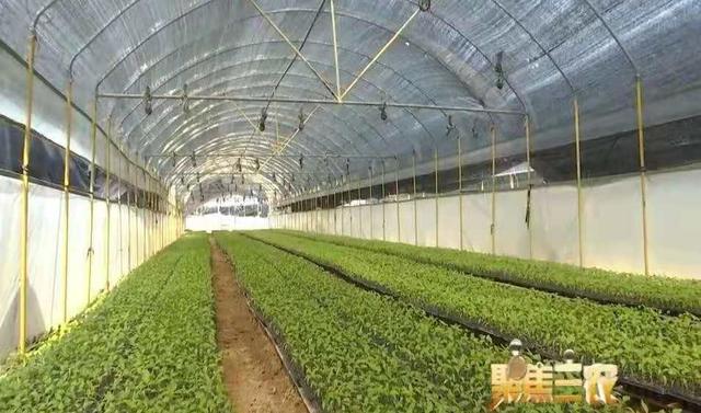 福清綠葉農(nóng)業(yè)驚艷亮相中國品牌日！